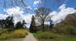 Arnold Arboretum Boston - May 6, 2014